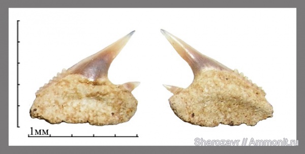 рыбы, акулы, зубы акул, Hexanchus, Волгоград, fish, shark teeth, sharks, Hexanchus microdon