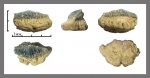 Synechodontiformes?
