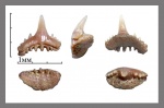 Synechodus faxensis Davis, 1890 (1)