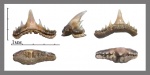 Synechodus faxensis Davis, 1890 (2)