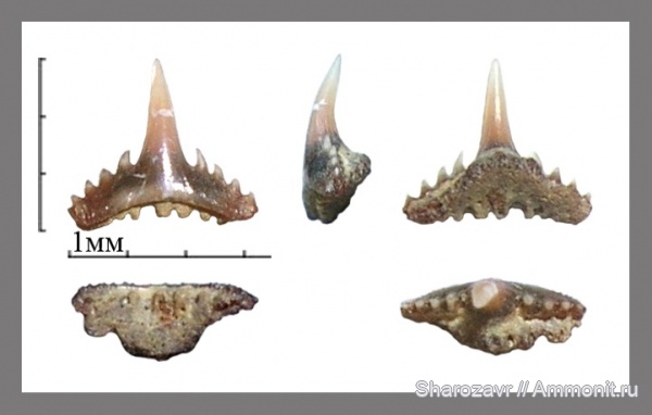рыбы, акулы, зубы акул, Synechodus, Волгоград, fish, shark teeth, sharks, Synechodus faxensis