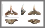 Synechodus faxensis Davis, 1890 (3)