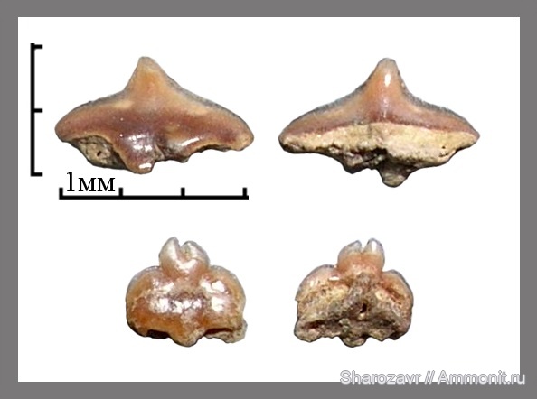 рыбы, акулы, зубы акул, squalus, Волгоград, fish, shark teeth, sharks, Pseudosymphyseal tooth, symphyseal  tooth