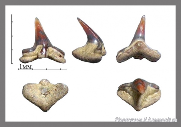 рыбы, акулы, зубы акул, Squatina, Squatina prima, Волгоград, fish, shark teeth, sharks