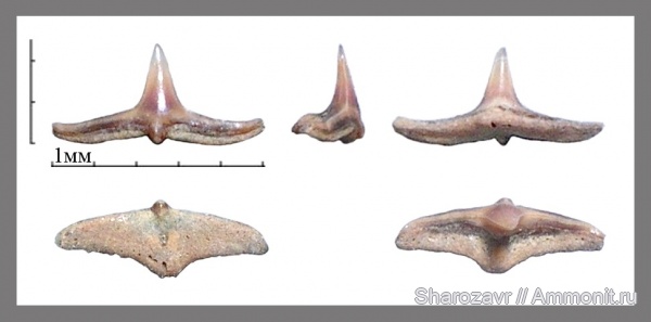 рыбы, акулы, зубы акул, Squatina, Squatina prima, Волгоград, fish, shark teeth, sharks