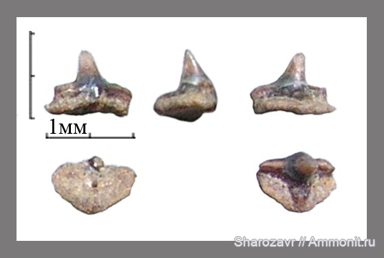рыбы, акулы, зубы акул, Squatina, Squatina prima, Волгоград, fish, shark teeth, sharks
