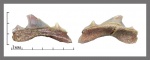 Cretolamna ?