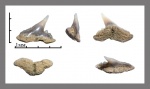 Palaeogaleus/Danogaleus/Galeorhinus?