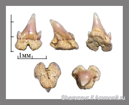 рыбы, акулы, зубы акул, ?, Scyliorhinus, Волгоград, fish, shark teeth, sharks, Scyliorhinus elongatus