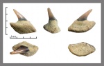 Hexanchiformes.