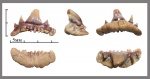 Paraorthacodus andersoni (?)