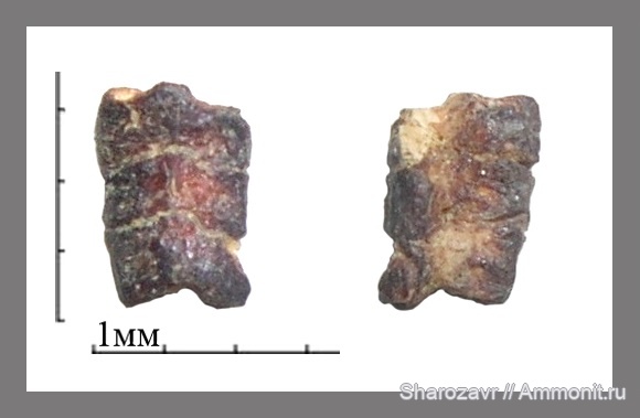 ?, Myliobatiformes, Волгоград, fish, teeth