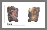 Myliobatidae?