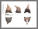 Eostegostoma или кто то из Porodermoides?