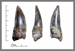Plioplatecarpus.