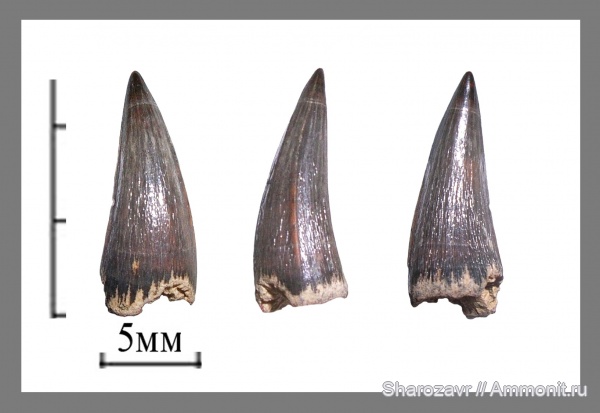 крокодилы, зубы, палеоцен, зубы рептилий, Волгоград, даний, teeth, Paleocene, Danian