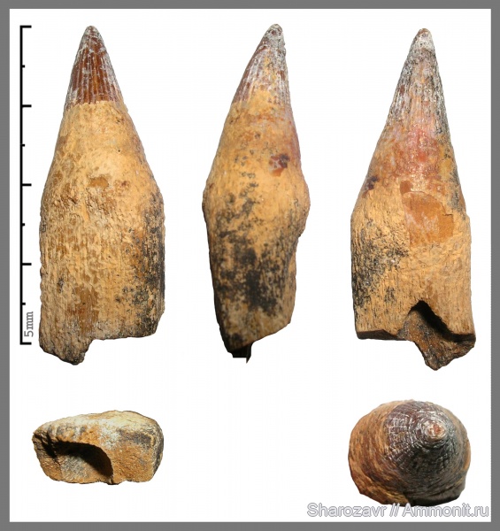 ихтиозавры, сеноман, зубы рептилий, Волгоград, ichthyosaur, Cenomanian, Cretaceous, teeth