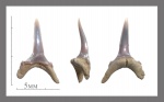 Striatolamia cederstoemi Siverson, 1995