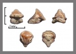 Heterodontus rugosus  (Agassiz, 1839)