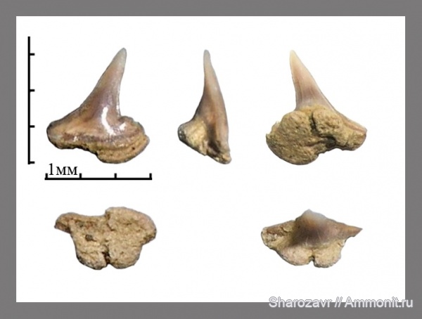 рыбы, акулы, зубы акул, ?, Волгоград, fish, shark teeth, sharks, Danogaleus