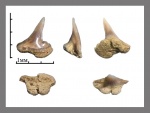 Danogaleus ?