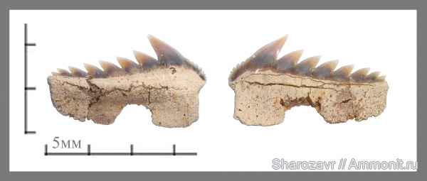 рыбы, акулы, зубы акул, Hexanchus, Волгоград, fish, shark teeth, sharks, Hexanchus microdon
