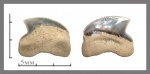 Squalicorax pristodontus.