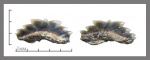 Hexanchiformes симфизный зуб.