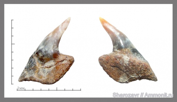 палеоген, рыбы, эоцен, зубы акул, ?, Notorhynchus, Волгоградская область, Hexanchiformes, fish, shark teeth
