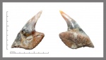 Hexanchiformes верхний передний.