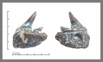 Hexanchiformes верхний.