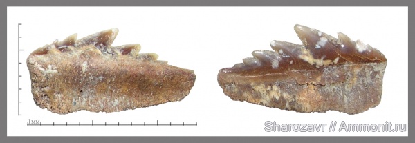 палеоген, рыбы, эоцен, зубы акул, ?, Notorhynchus, Волгоградская область, Hexanchiformes, fish, shark teeth