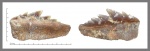 Hexanchiformes  нижний.