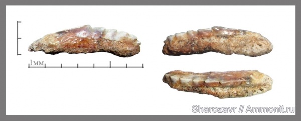 палеоген, рыбы, эоцен, зубы акул, ?, Notorhynchus, Волгоградская область, Hexanchiformes, fish, shark teeth
