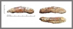Комиссуральный зуб Hexanchiformes.