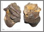 Serpulidae