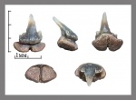 Palaeogaleus brivesi?