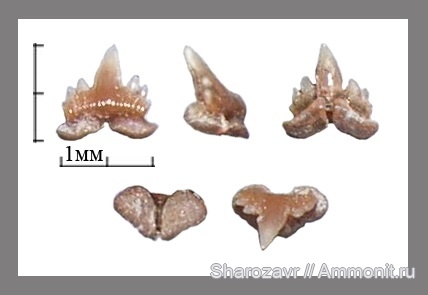 рыбы, акулы, зубы акул, Волгоград, fish, shark teeth, sharks, Palaeogaleus, Palaeogaleus brivesi
