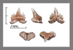 Palaeogaleus brivesi? - 2