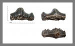 Polyacrodus