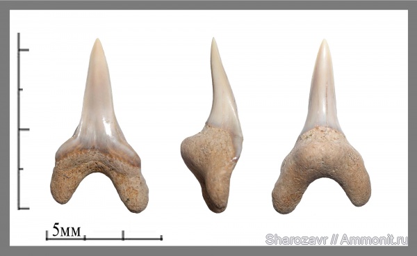 рыбы, зубы, зубы акул, ?, Cretoxyrhina, кампан, Волгоград, Campanian, fish, teeth, shark teeth