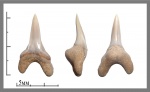 Cretoxyrhina?