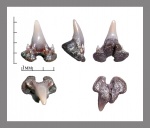Scyliorhinus.