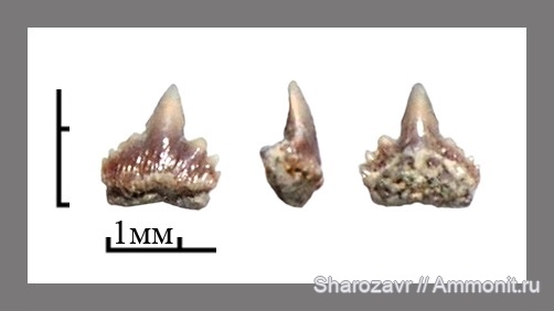 мел, рыбы, зубы, зубы акул, кампан, Волгоград, Campanian, Cretaceous, fish, teeth, shark teeth, Palaeogaleus