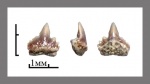 Palaeogaleus?