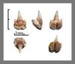 Palaeogaleus_2 ?
