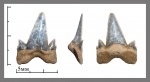 Cretolamna cf. arambourgi.