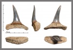 Sphenodus (Eychlaodus) lundgreni