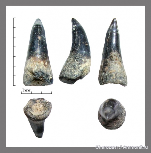 палеоген, рыбы, эоцен, Волгоградская область, зубы рыб, fish, teeth, Labrus