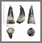 Labrus sp. ?